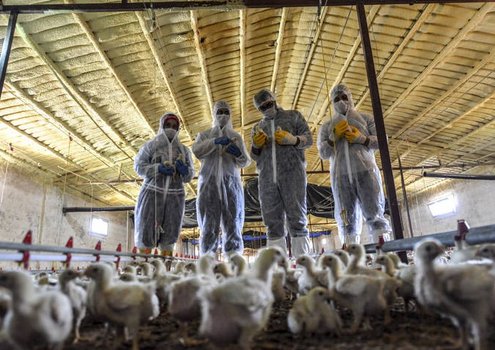Veterinarians at work to fight AMR in Turkey.