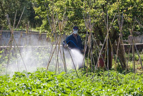 Spraying pesticides over vegetables.