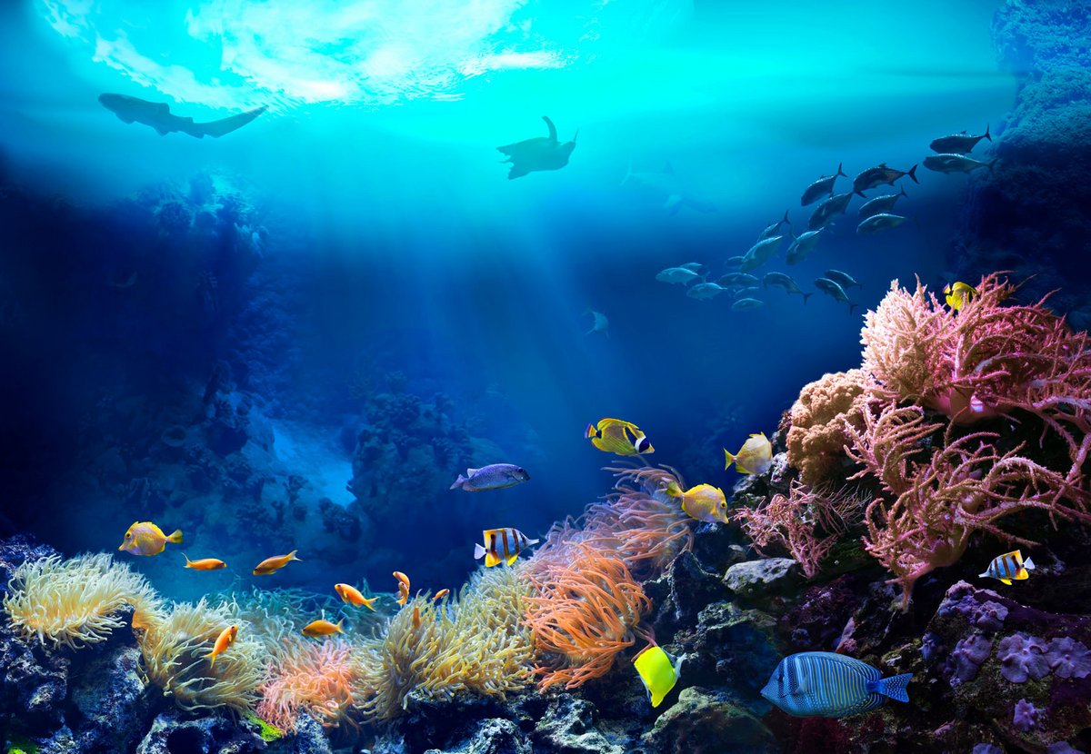 Why artificial reefs will benefit nature and peace - Washington