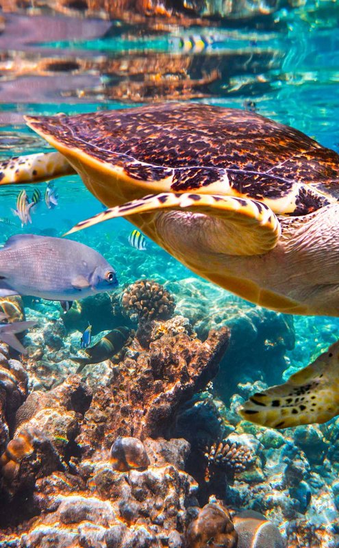 Tortue à écailles flottant sur un récif de corail dans l’Océan indien aux Maldives.