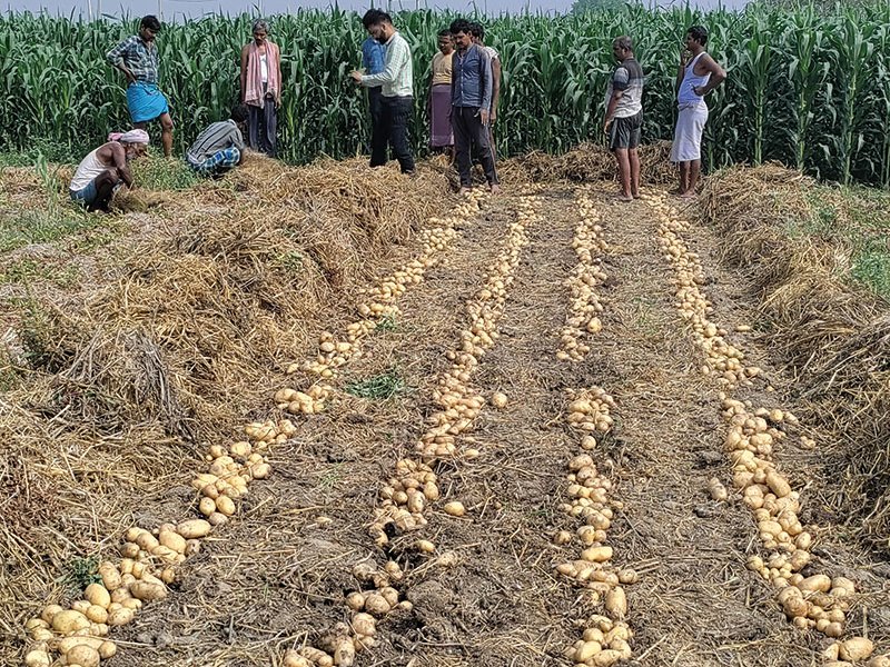 Sustainable potato production system developed in Uzbekistan