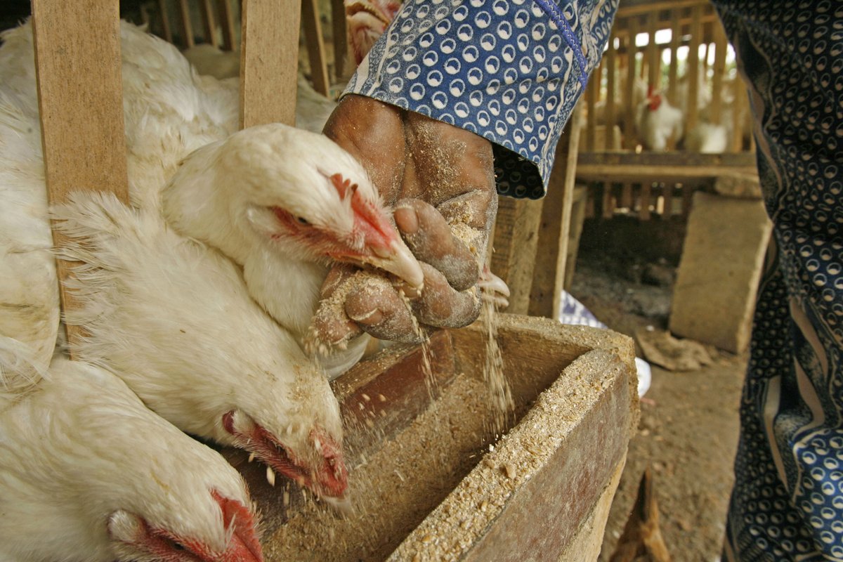 Southern Africa faces Avian Influenza