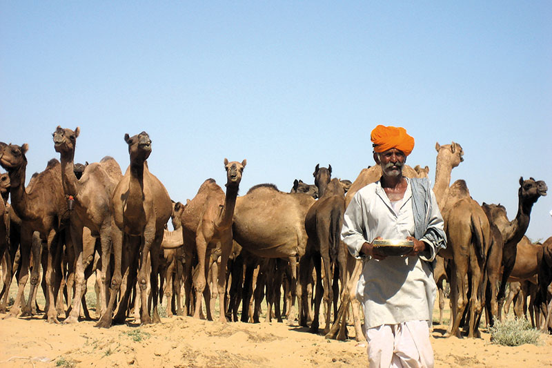 Learning from pastoralists