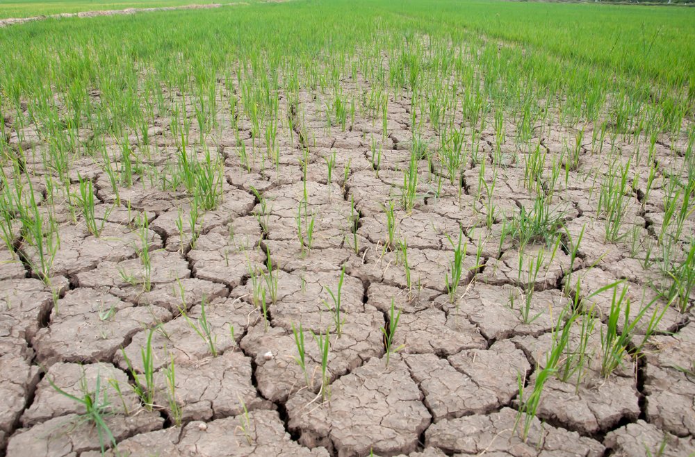 Plants Remember Drought