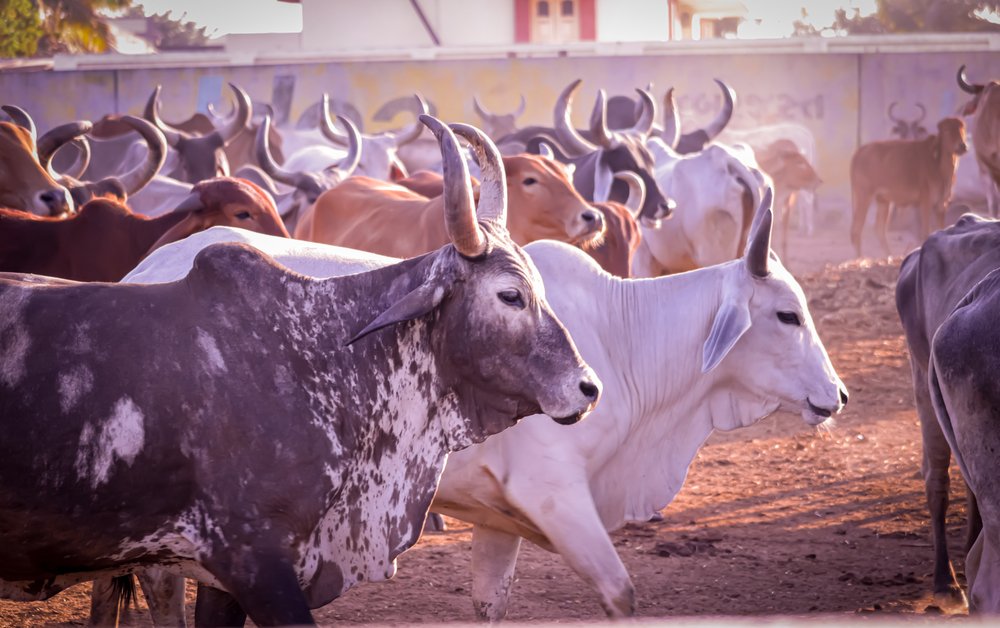 mitigating-emissions-in-the-livestock-production-sector